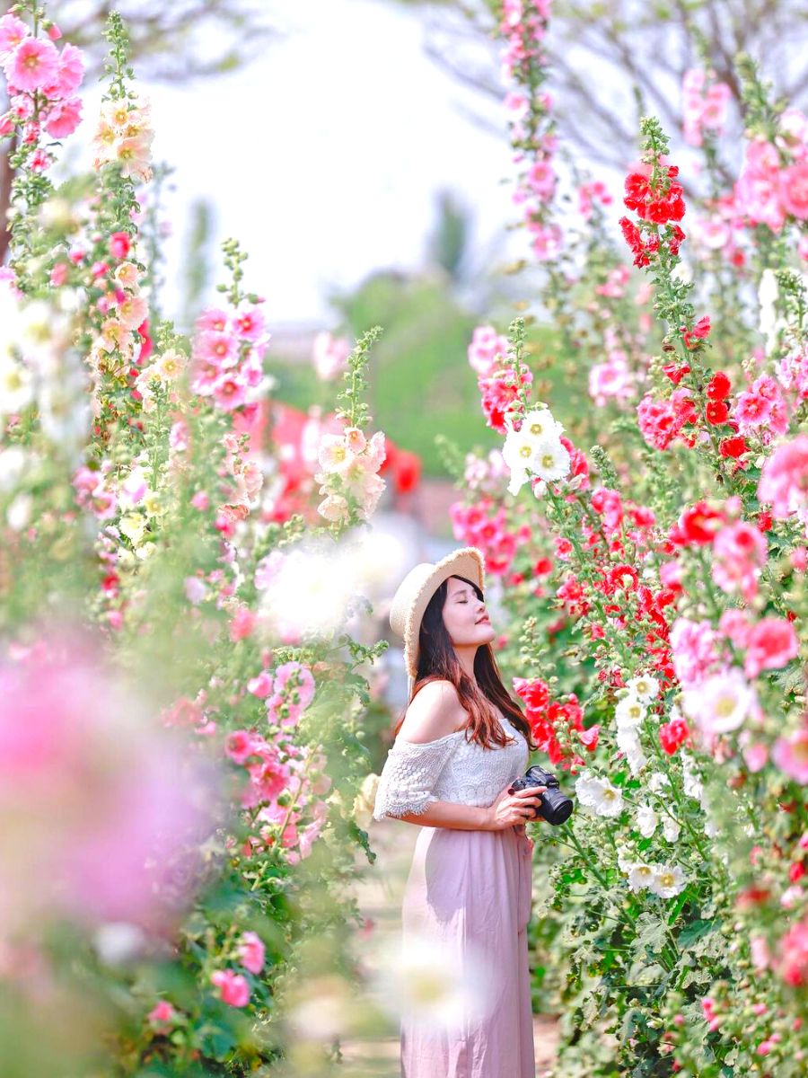 Girl among hollyhock flowers