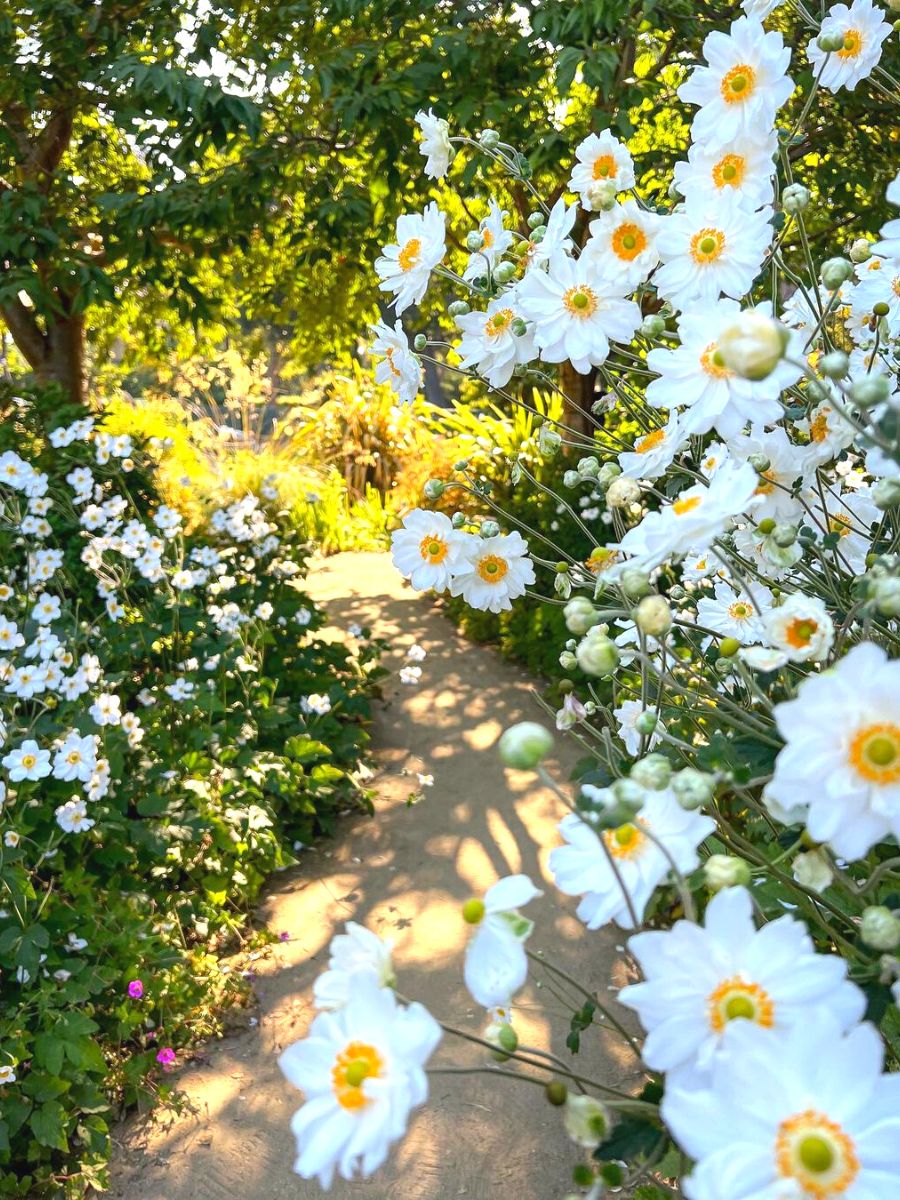 Garden filled with Japanese white anemones