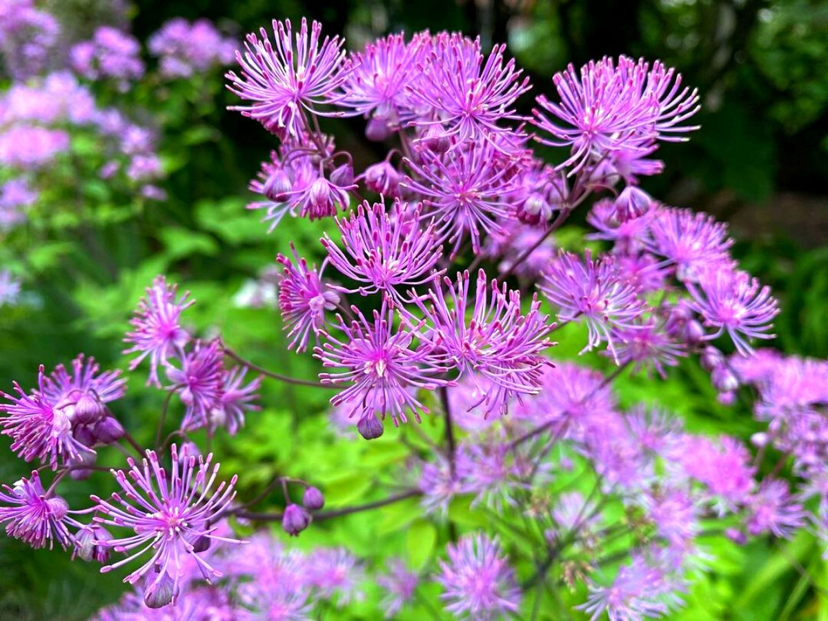 Meadow rue tall colorful flowers