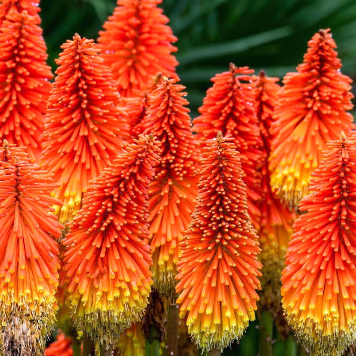 Dazzling red hot poker tall flowers