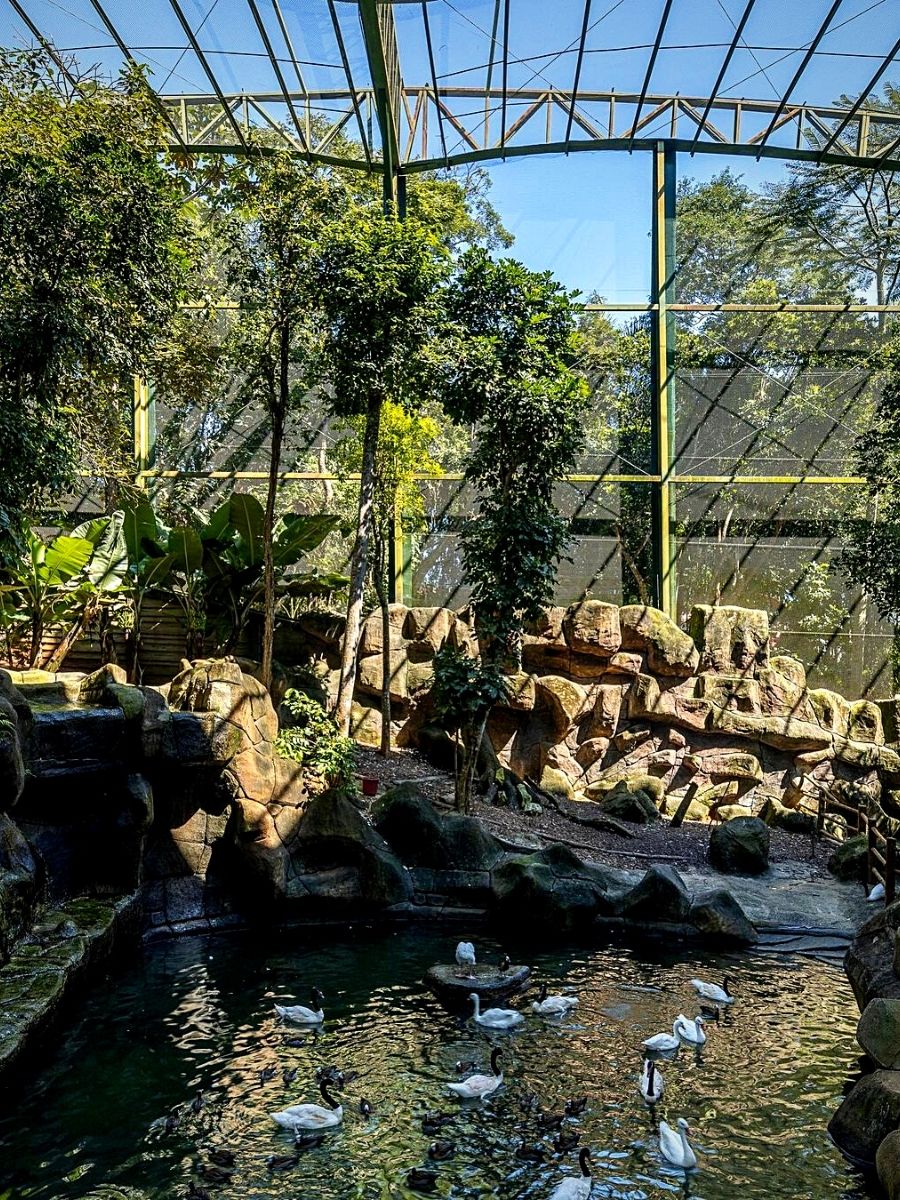 ​Animalia Park offers an immersive experience ​with fauna in nature