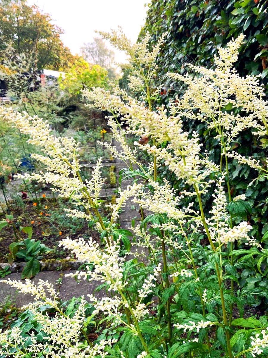 White Mugwort Guizhou Artemisia Lactiflora