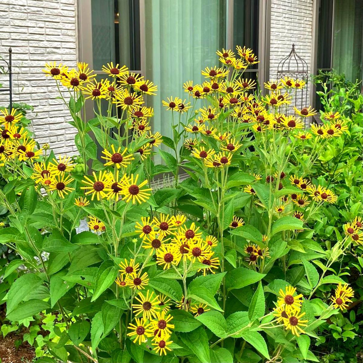 Sweet Coneflower Henry Eilers flowering plant