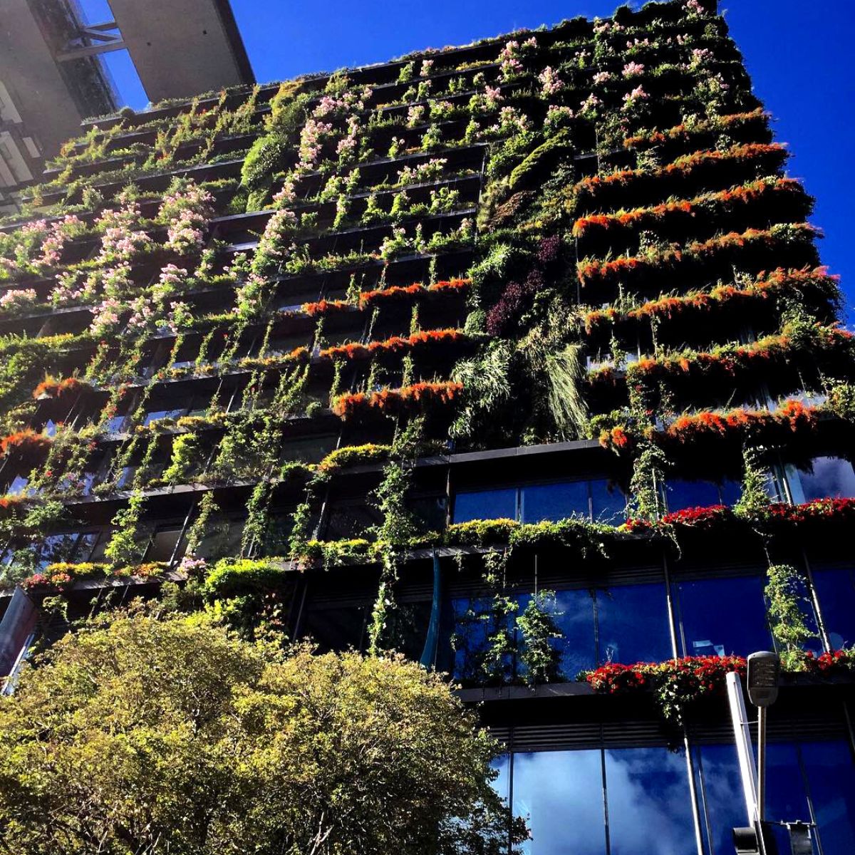 Vertical wall of plants in building