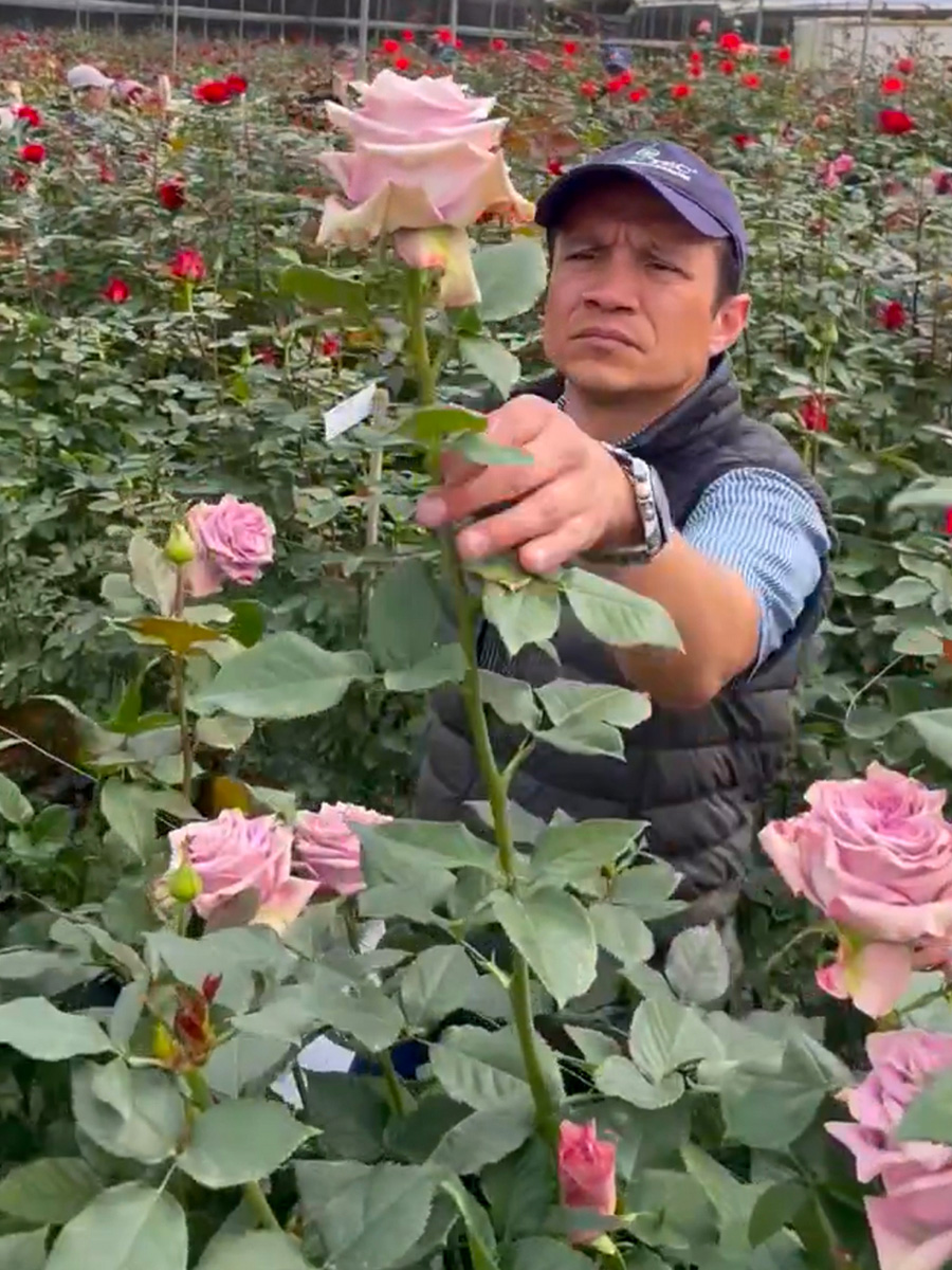 pink rose at Mystic Flowers