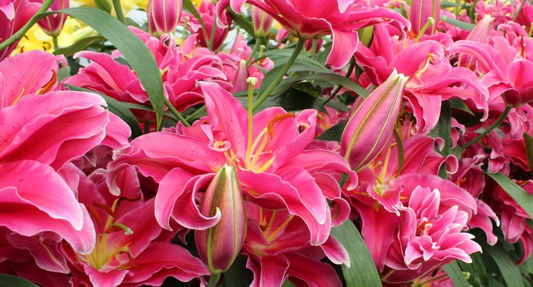 Lily Grand Amour