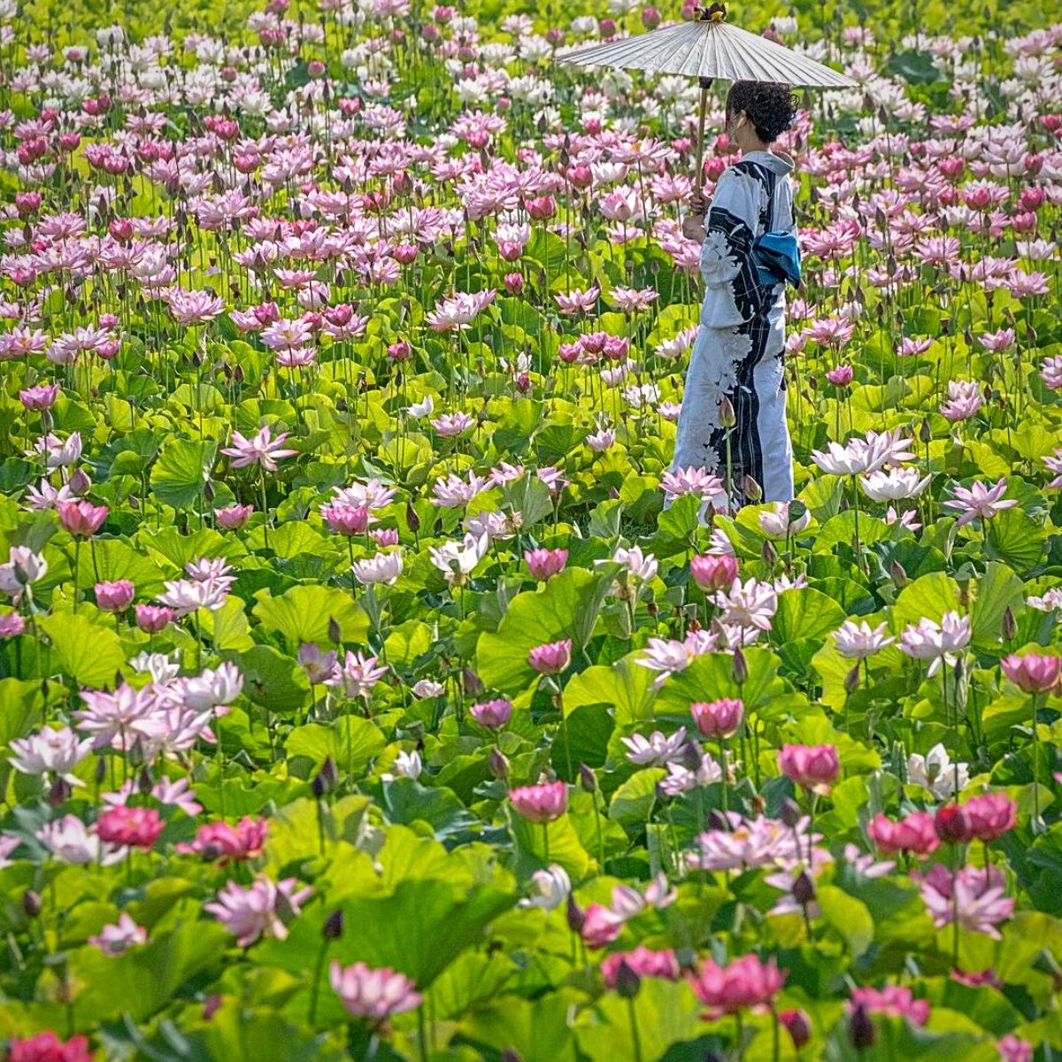 Hanakotoba, the Japanese Concept of Assigning Meaning to Flowers