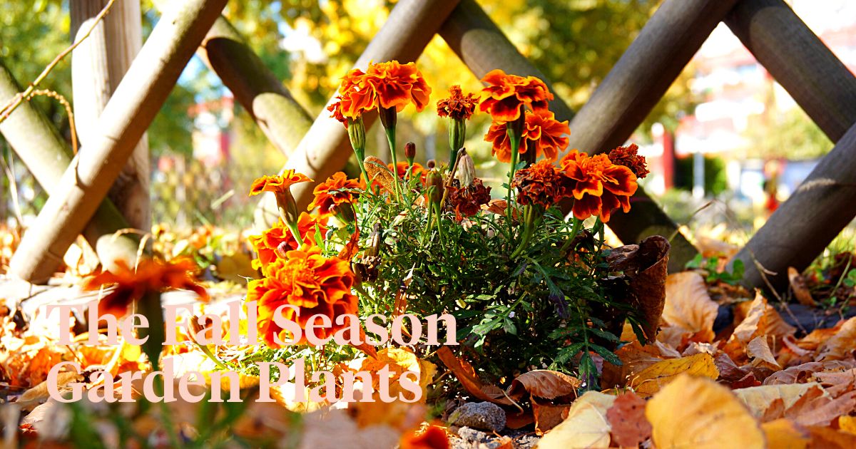 Plants You Can Grow in Your Garden in Autumn