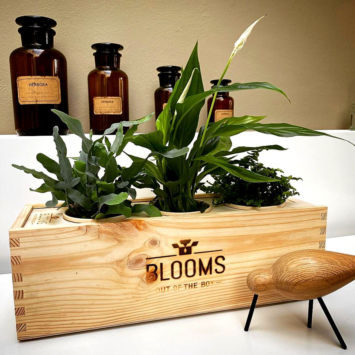 ​B​looms out of the Box's sustainable BloomsBox