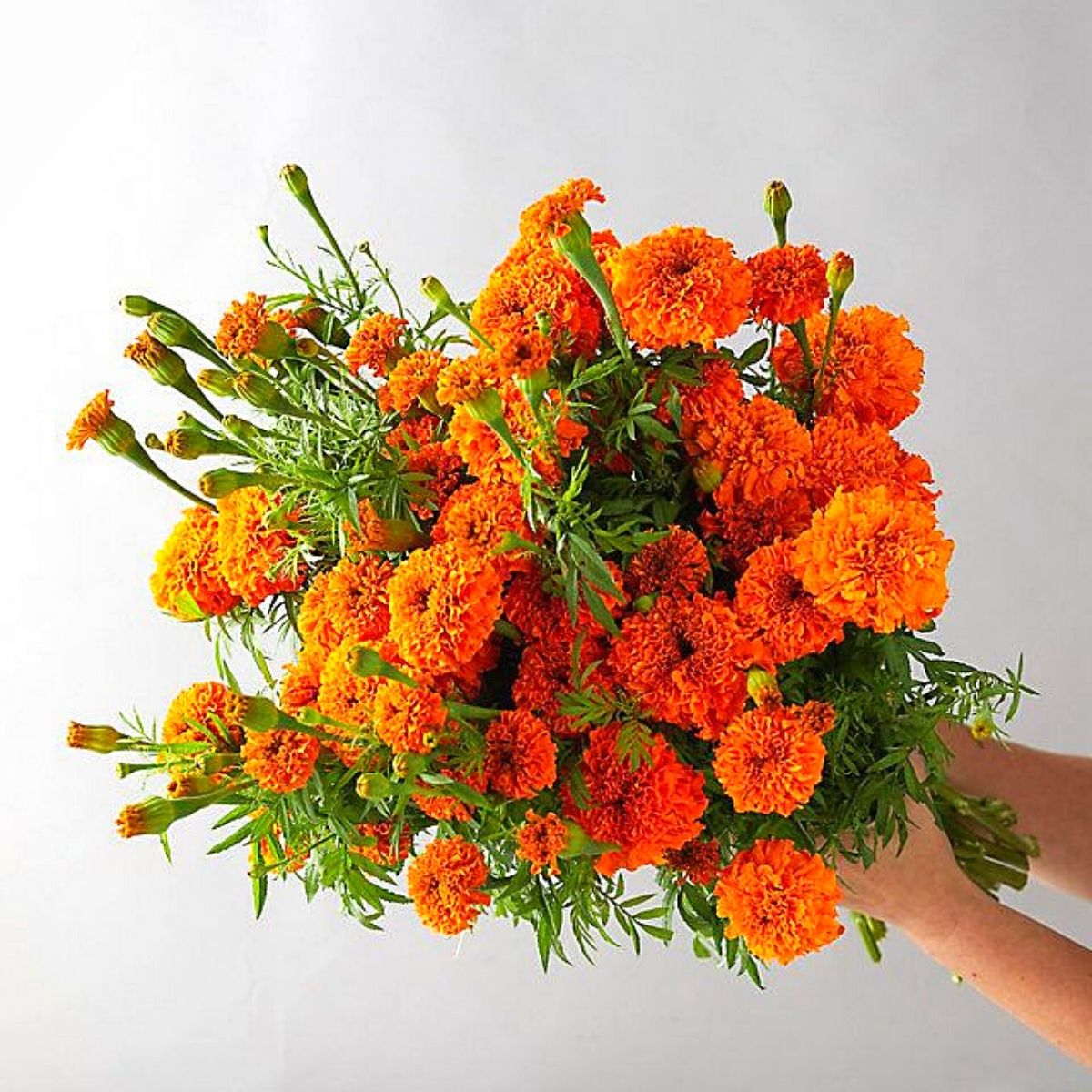 Typical Autumn Flowers You Need to Try Out