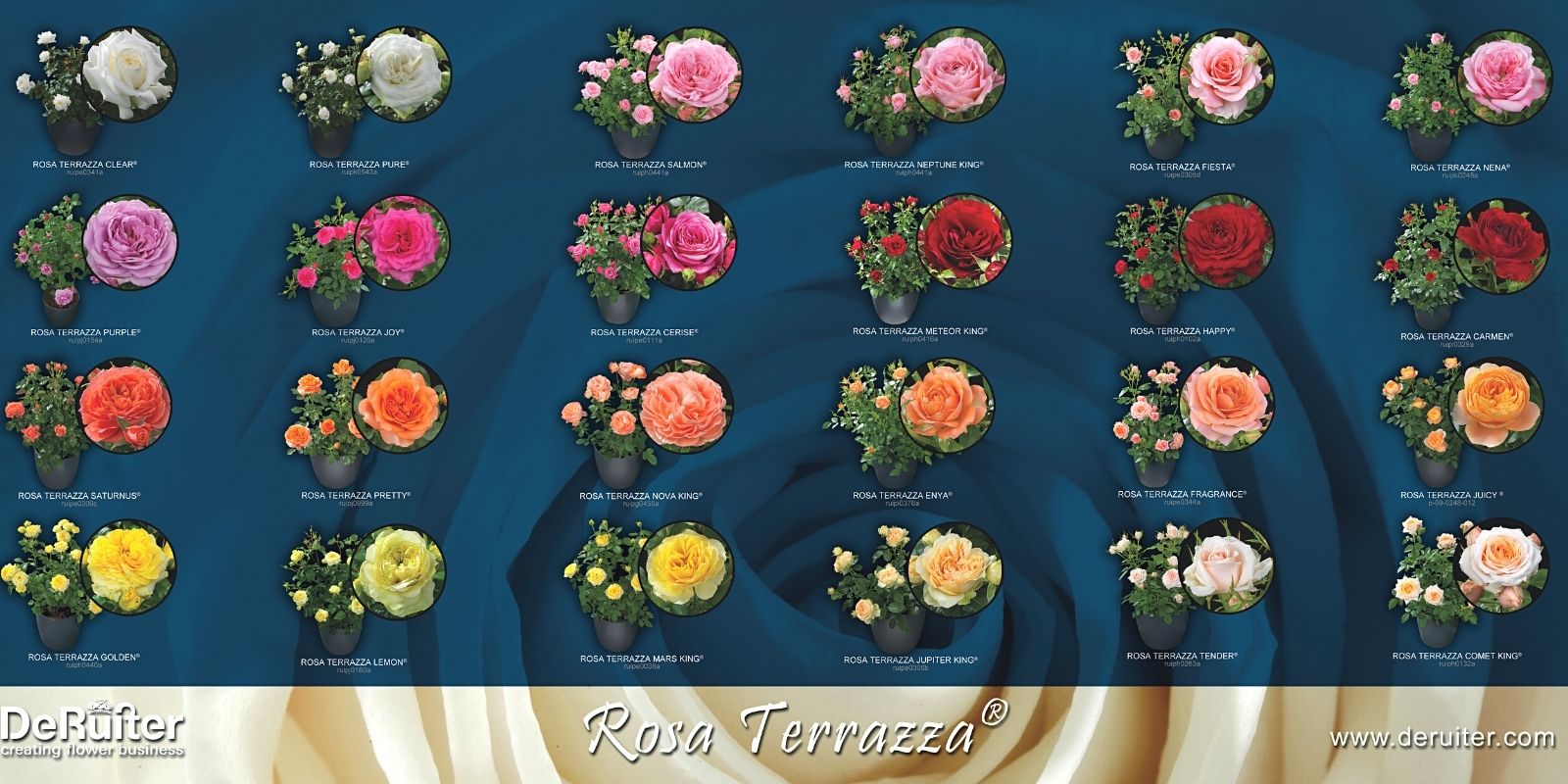 De Ruiter - Creating Flower Business - on Thursd - Terrazza