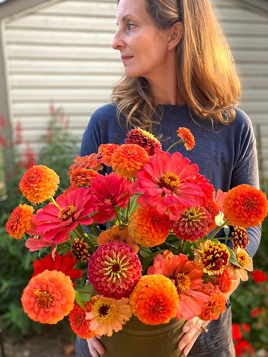 Chrysanthemum: Elegant, Symbolic Flowers for Autumn Bouquets - Sunset