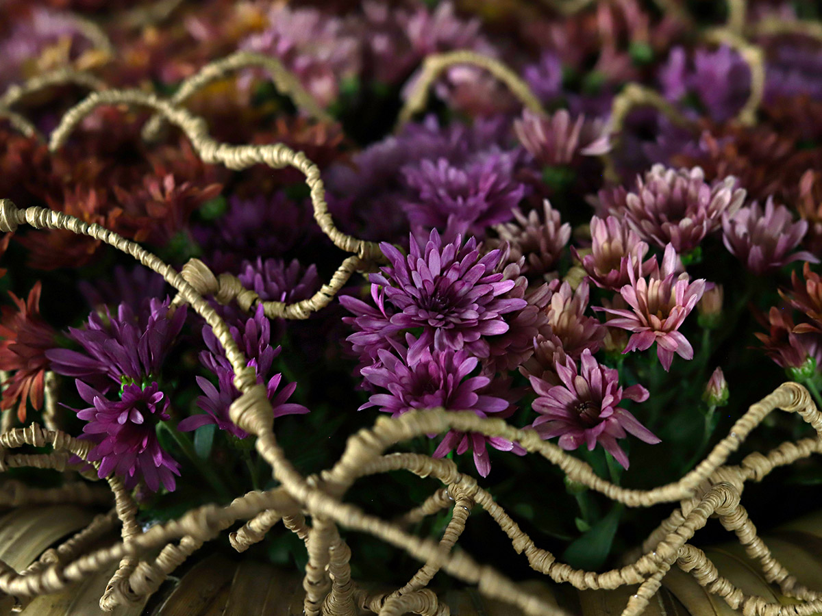 Multiflora PaX Purple