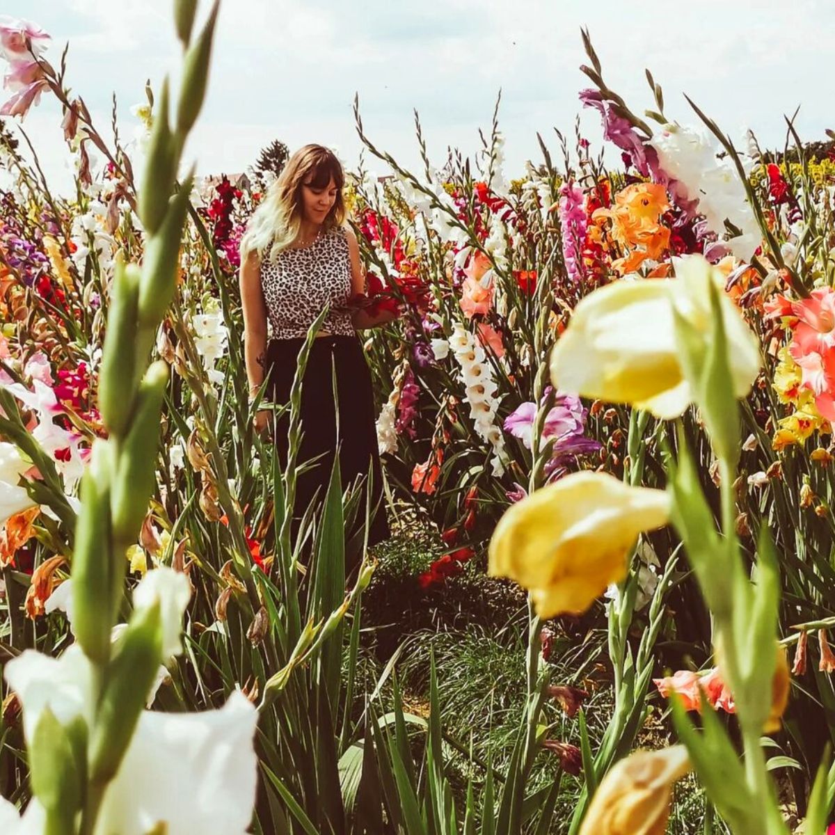 Field of Gladiolus flowers