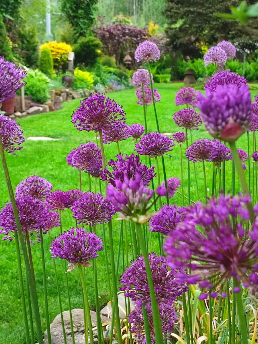 A garden full of tall Allium flowers