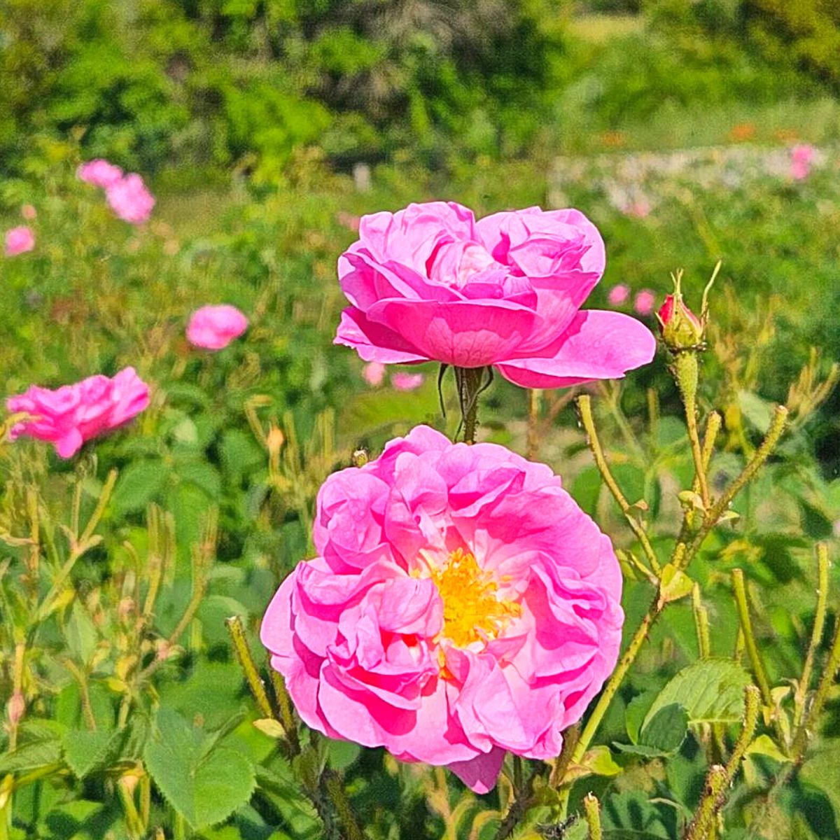 ​​Iconic​ Rose Centifolia​ essential in ​Lancôme’s​ perfumery