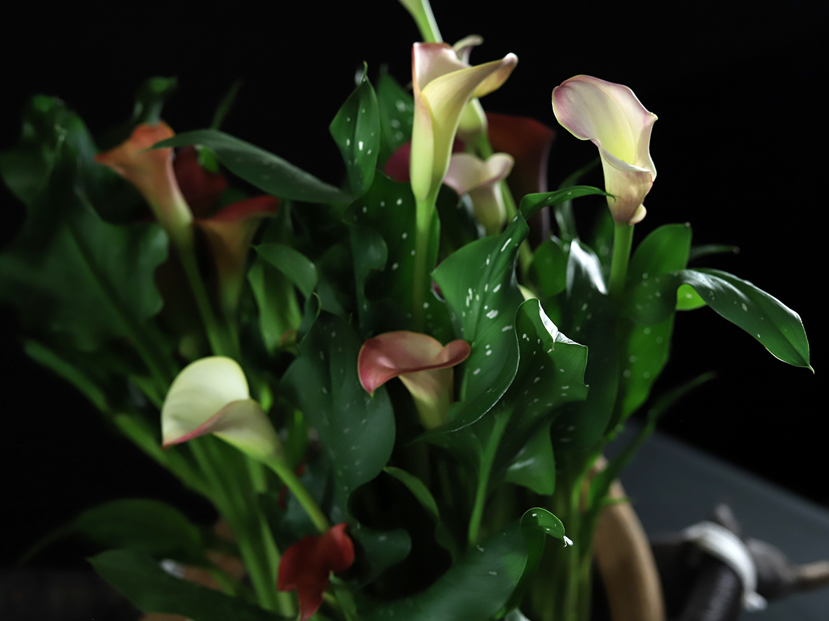 Simply Calla Plants Design detail