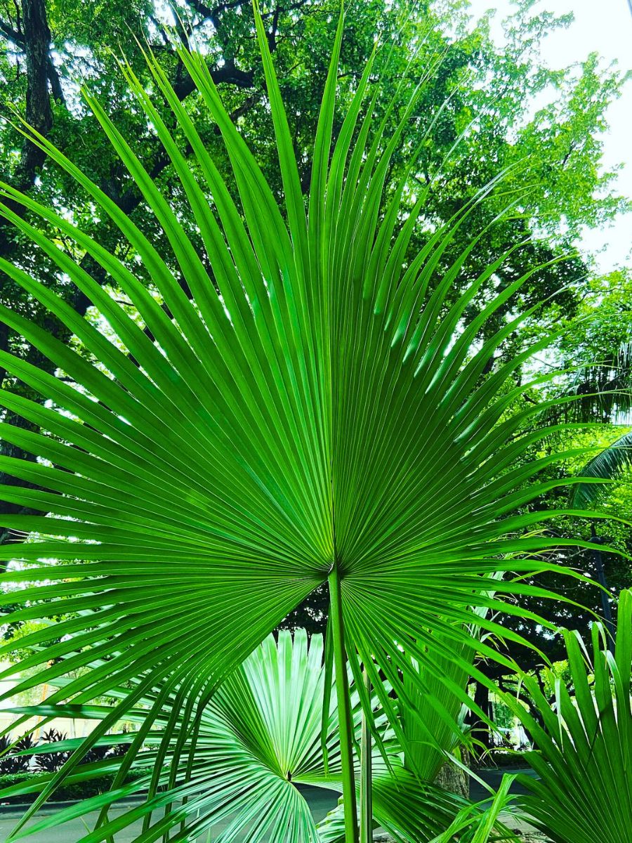 Palm tree types