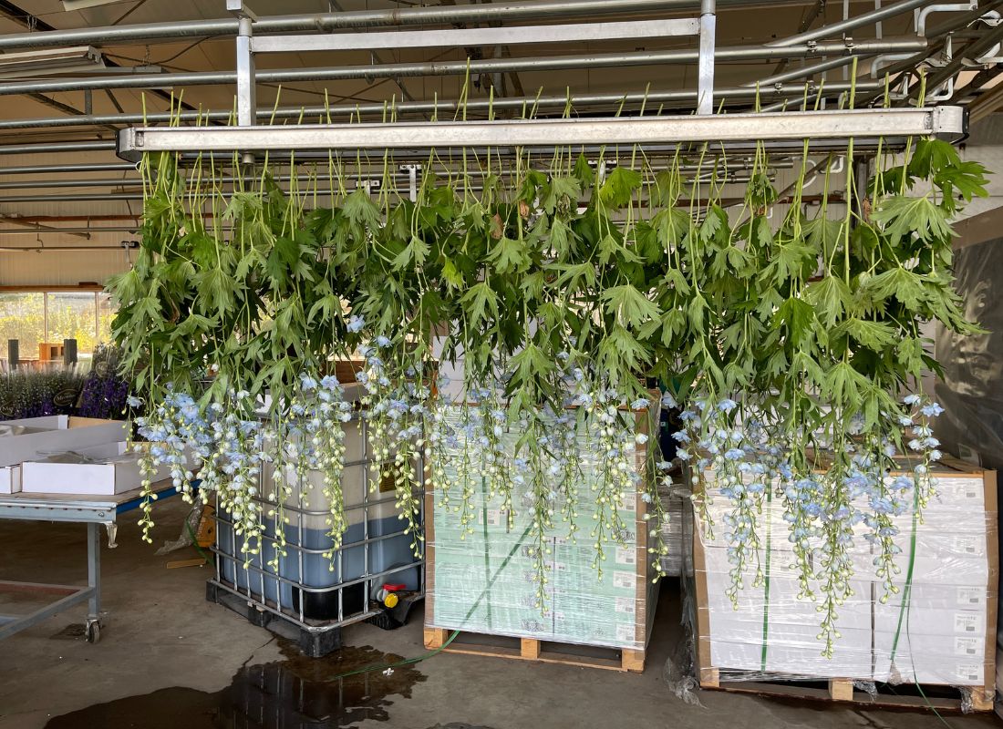 Delphinium harvesting at Steef Meewisse