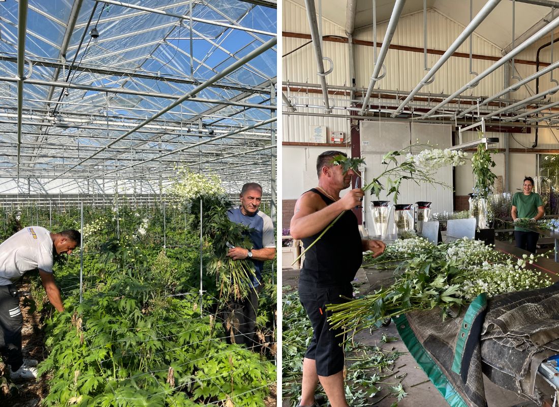 Delphinium harvesting at Steef Meewisse