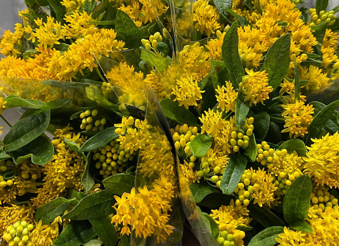 Asclepias yellow