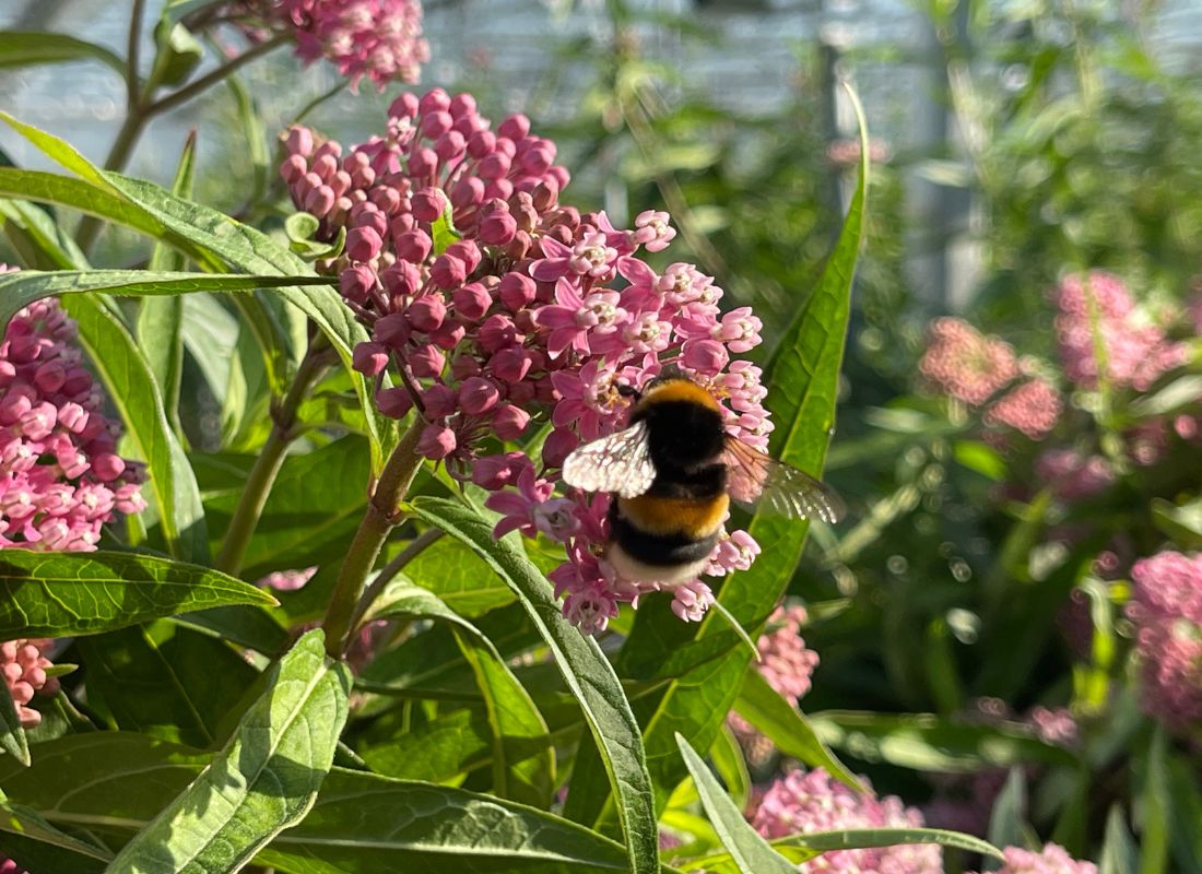 Asclepias with bee