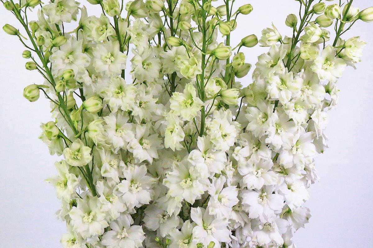 Delphinium Elatum 'White Impressive.'