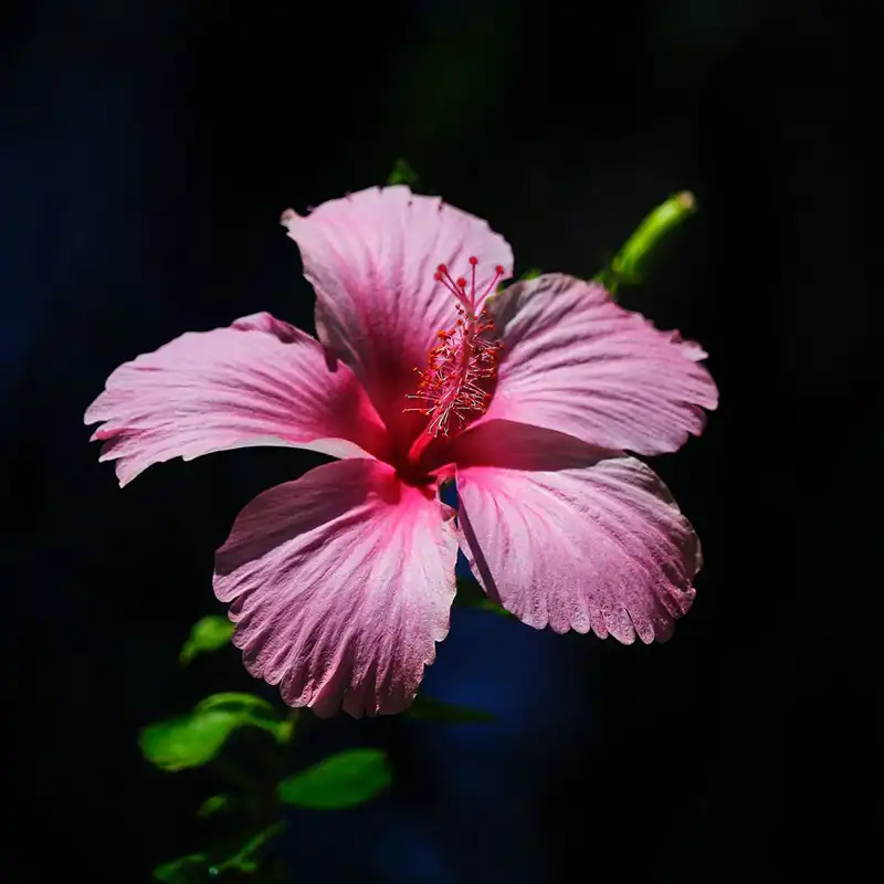 Tropical flowering plants hibiscus feature on Thursd