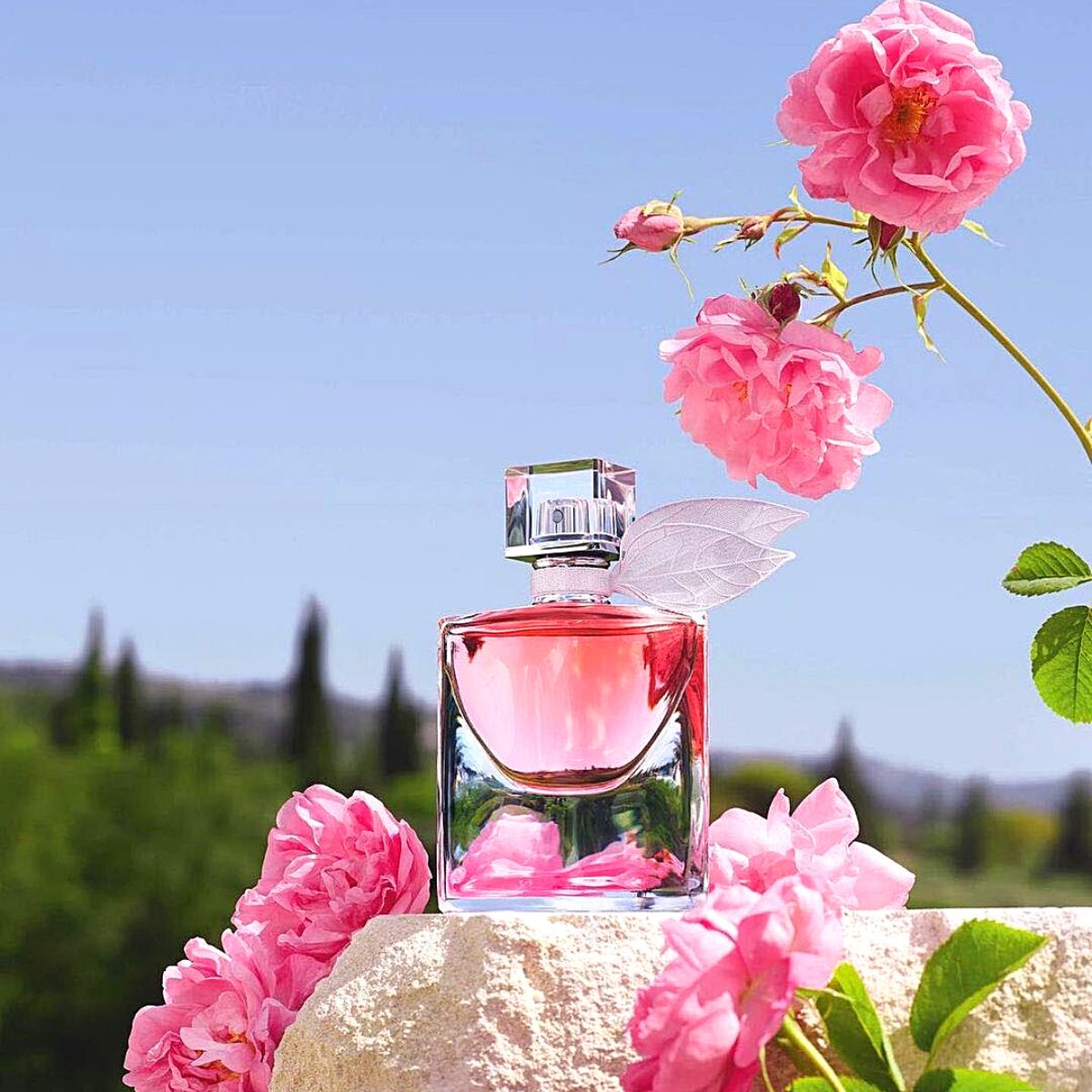 Iconic Rose Centifolia essential in Lancôme’s perfumery