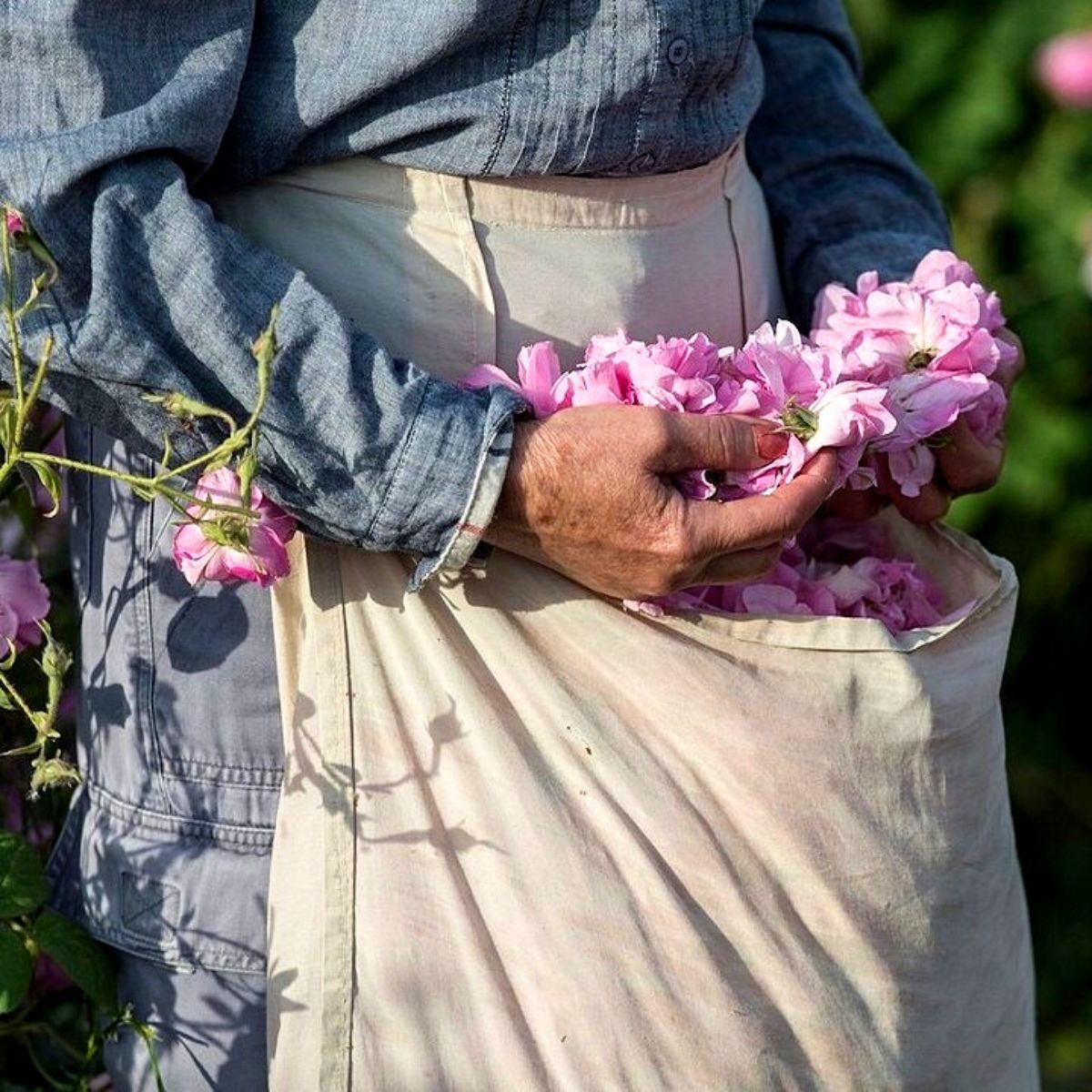 Iconic Rose Centifolia essential in Lancôme’s perfumery