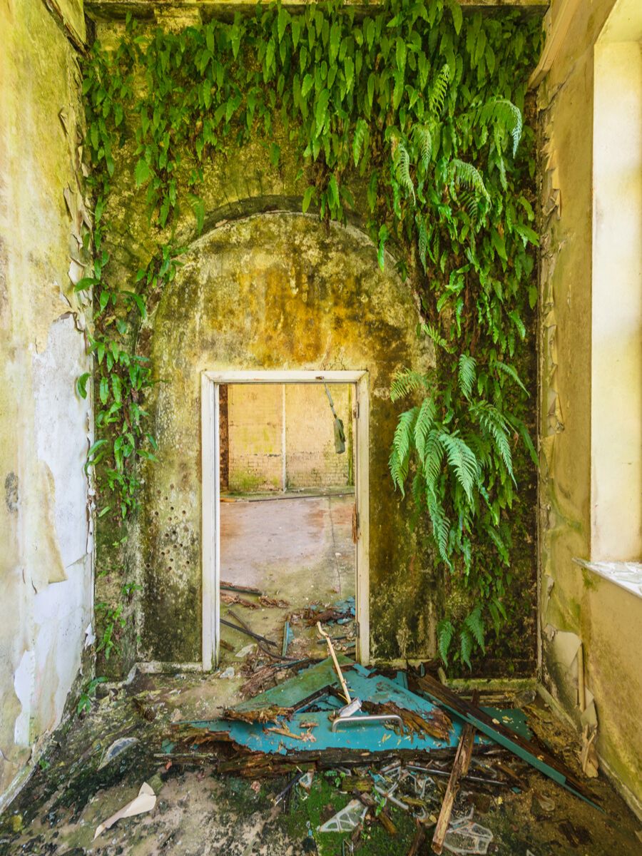 Entrance in house with plants