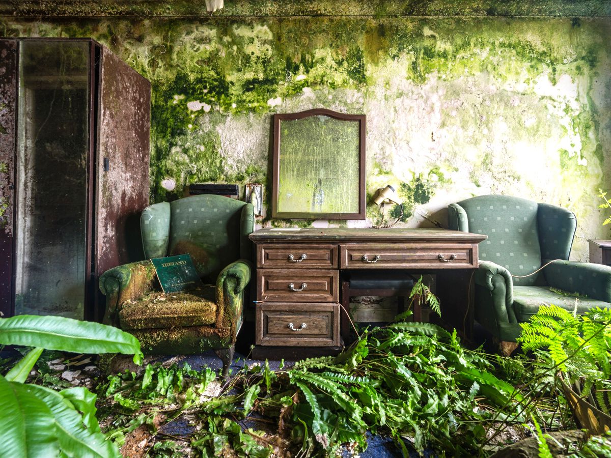 Old room filled with green plants and walls