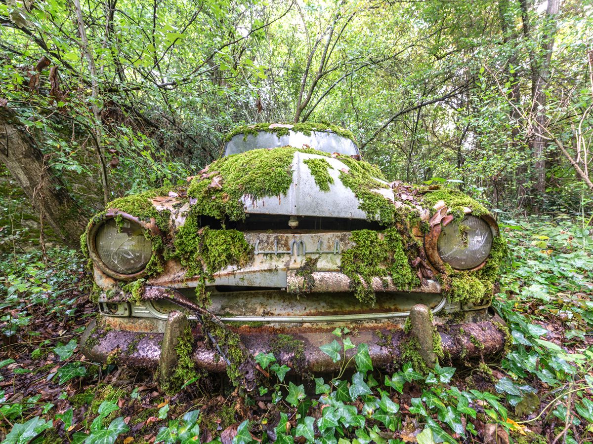 Old car with green plants grown on top