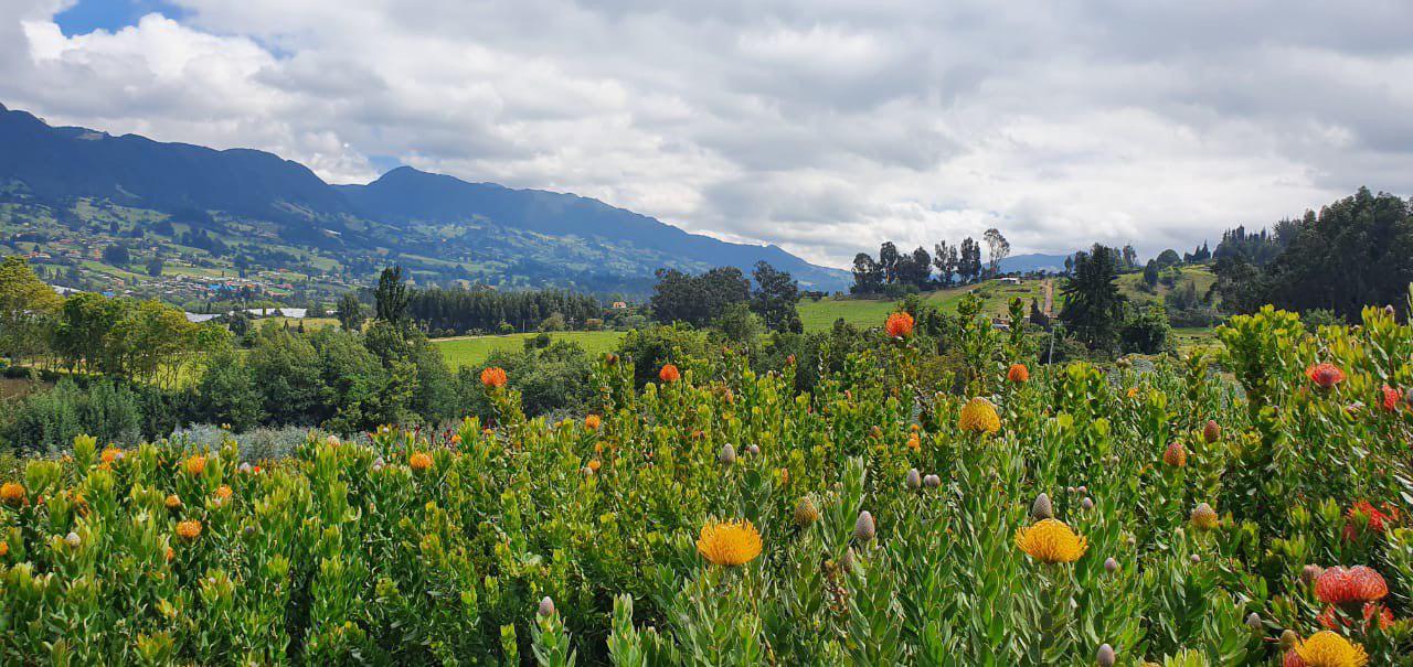 Protea grower Rosamina in Colombia