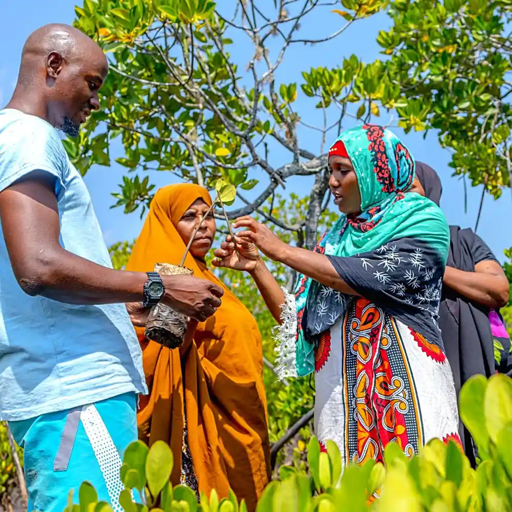 Kenyan Coast's Sustainability Initiatives Conserve Mangrove​ Forests