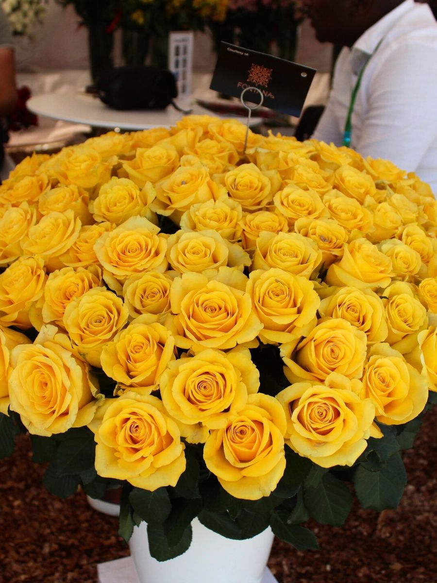 Yellow roses