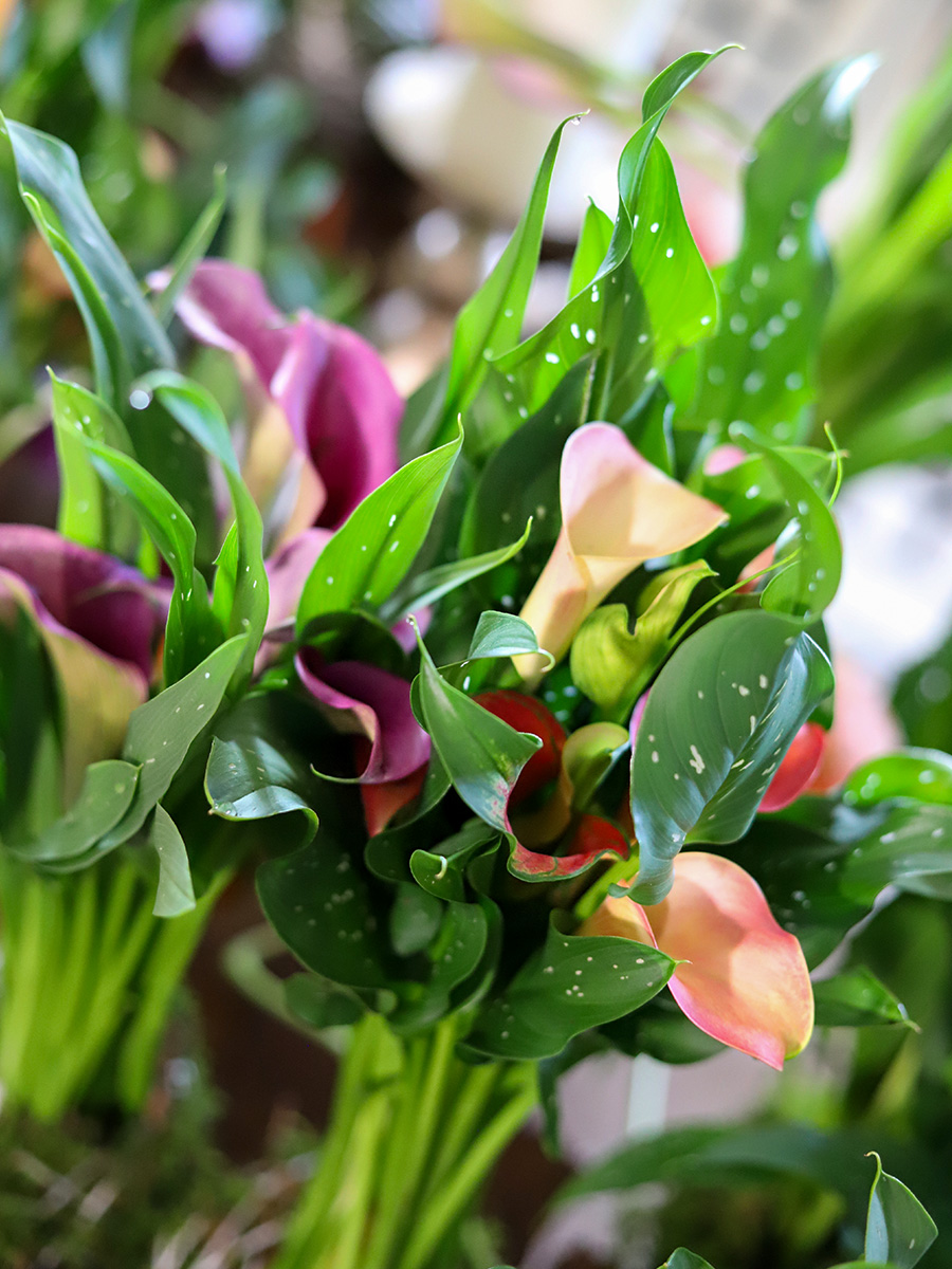 Simply Calla Plant details