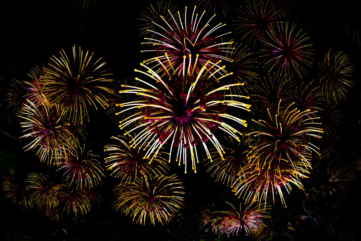 Leucospermum fireworks