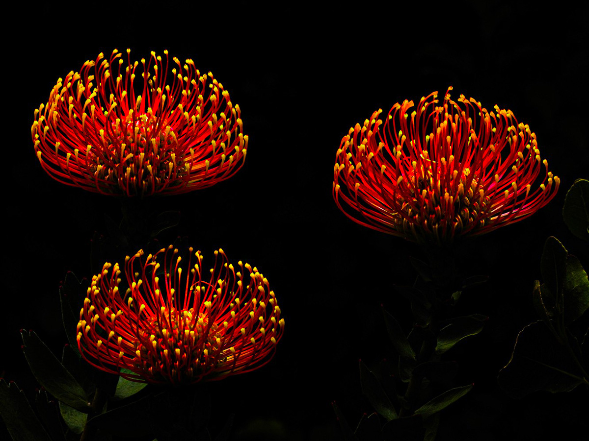 Protea Leucospermums fireworks
