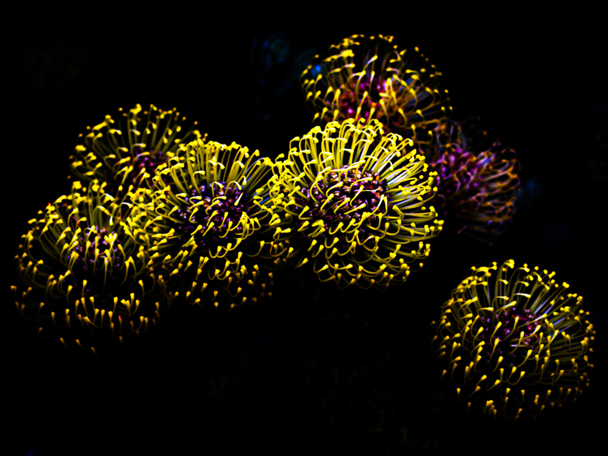 Yellow Leucospermums fireworks