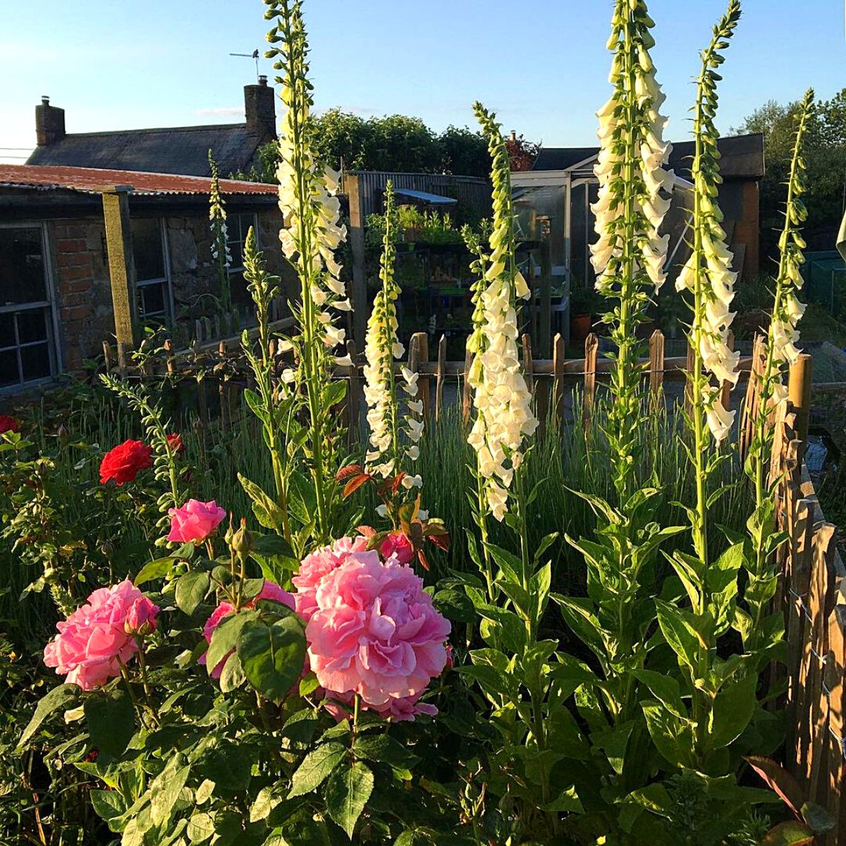 Whimsical and charming cottage garden