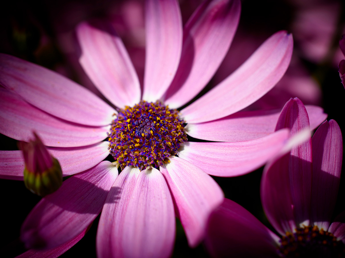 Pink flower MNP-Suntory