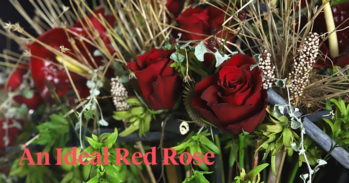 Ayana's Rose Game Changer distributed by Decofresh enthralls florists with its rich red color.