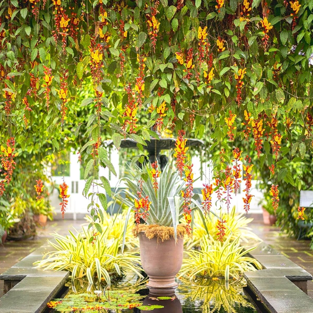 Hanging plants in New York Botanical Garden