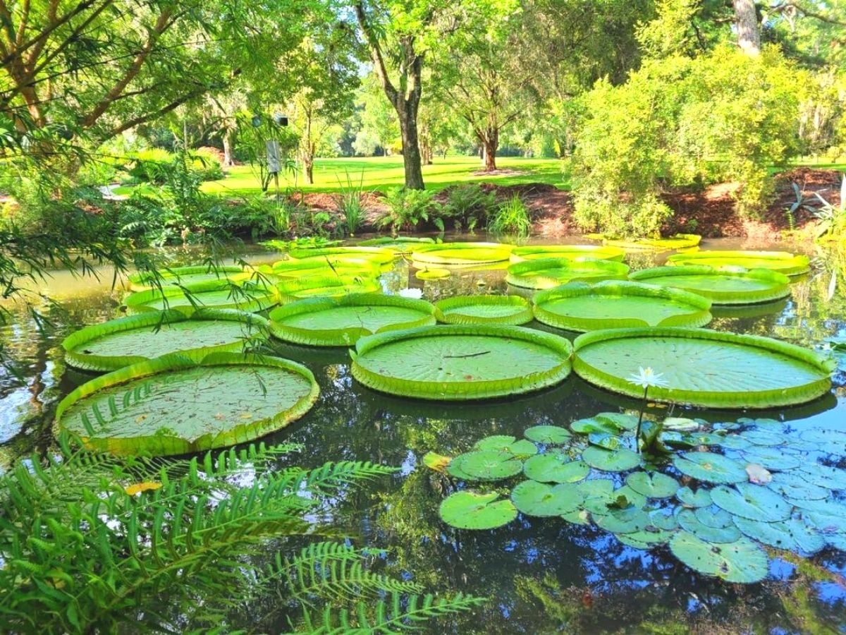 Giant water lilies at Kanapaha Botanical Garden