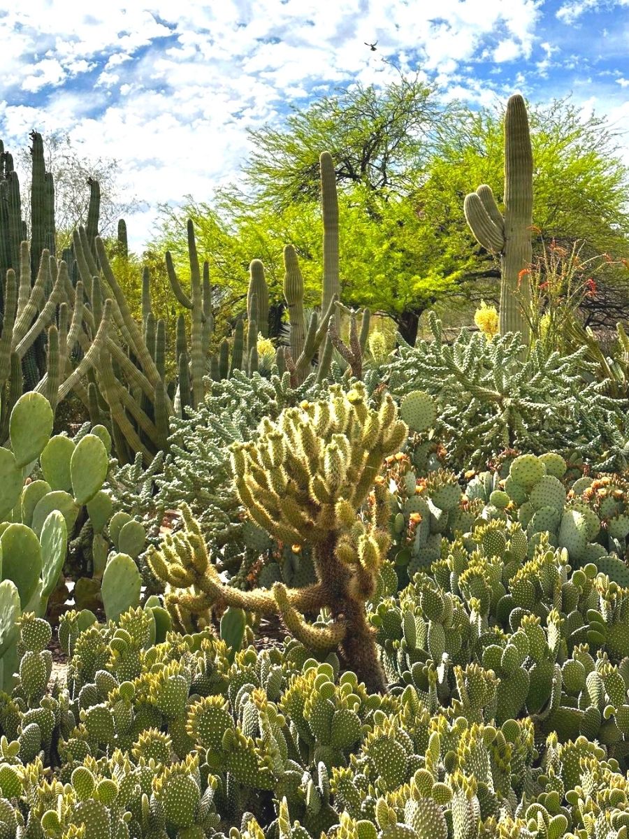 Desert Botanical Garden