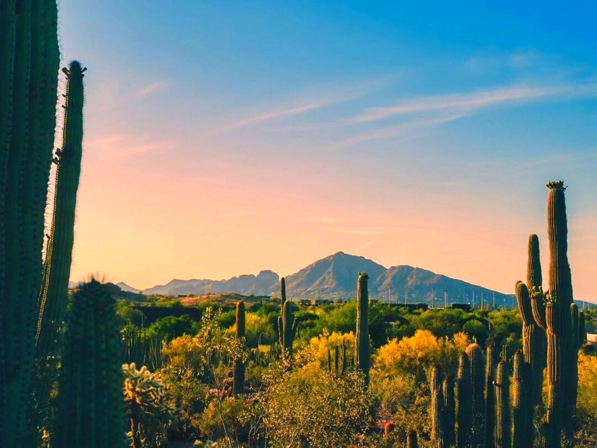 Amazing view of the Desert Botanical Garden