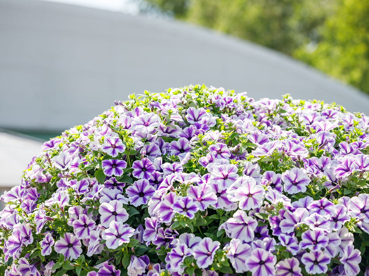 Surfinias Trailing Blue Lagoon Star in garden