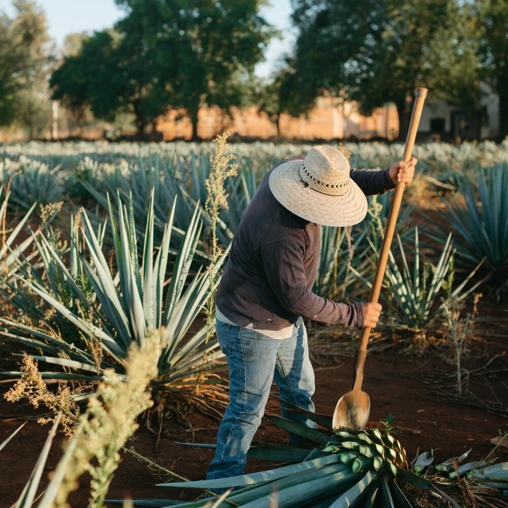 Agave americana outdoor plants 