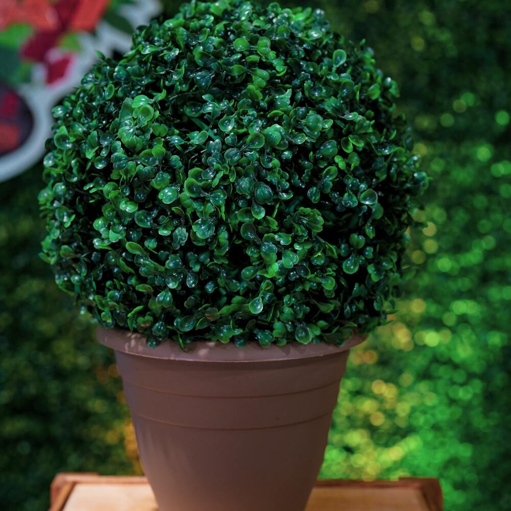 Boxwood Shrubs home plant